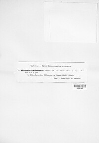 Image Associated With the Occurence